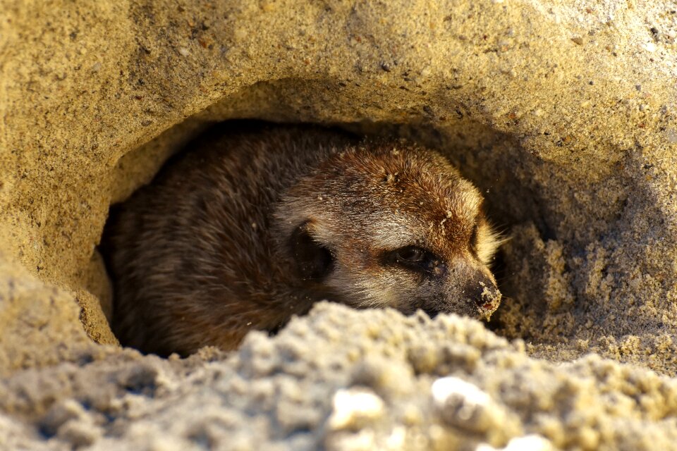 Animal nature mammal
