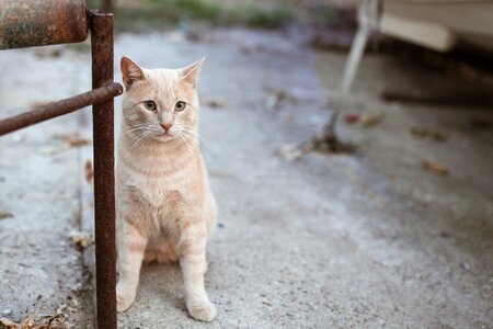 Park sweet animal portrait