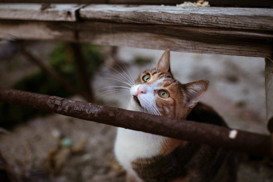 Park sweet animal portrait