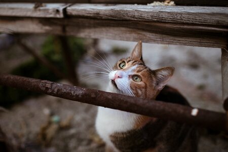 Park sweet animal portrait