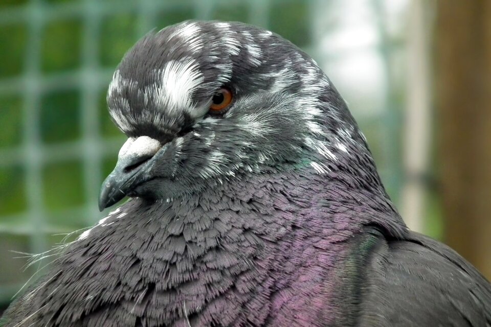 Nature animals beak