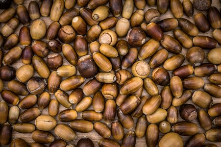 Plants brown nuts