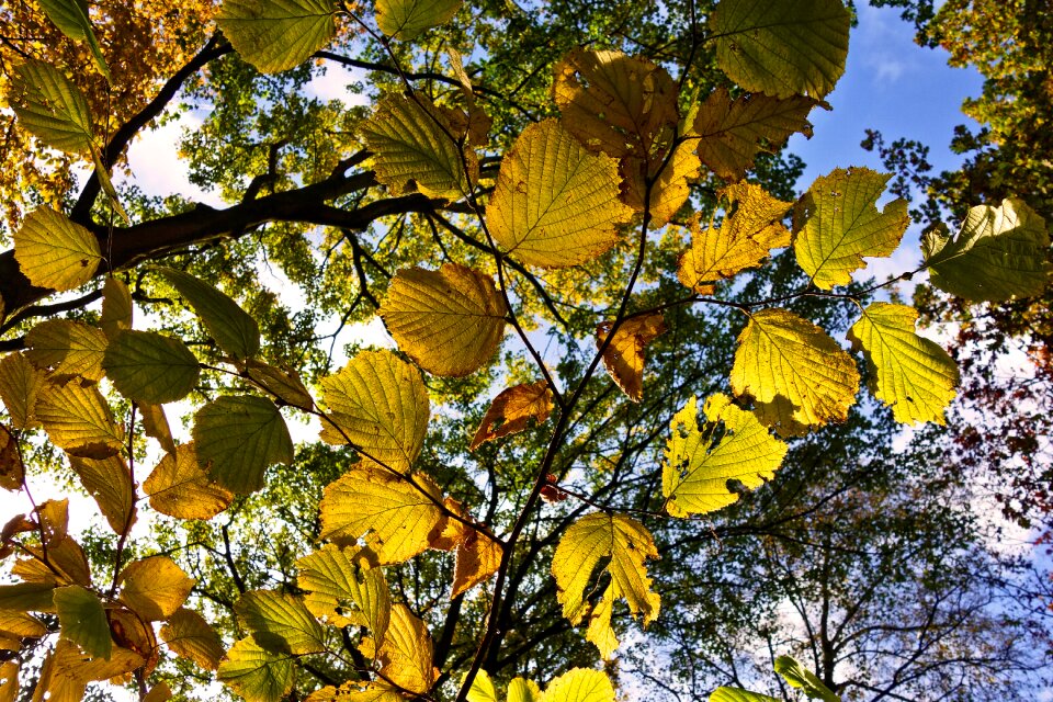 Autumn leaves foliage deciduous tree photo