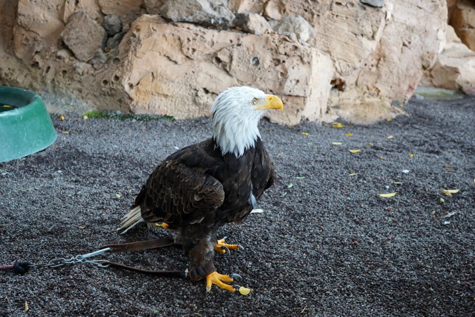 Animal wild freedom