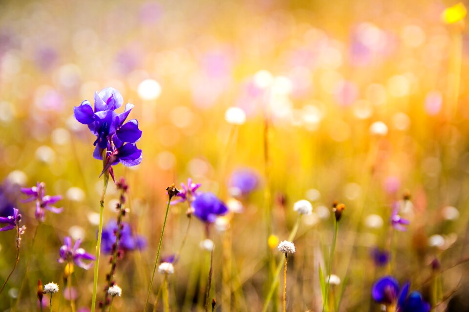 Plant purple flowers nature photo