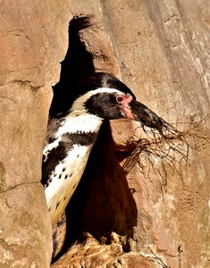 Animal world water bird bill photo