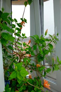 DSCF1224