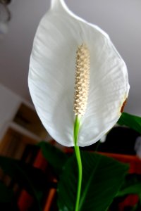 DSCF1121