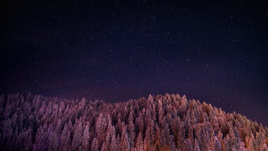 Stars trees plant photo