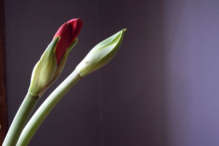 Leaf garden budding
