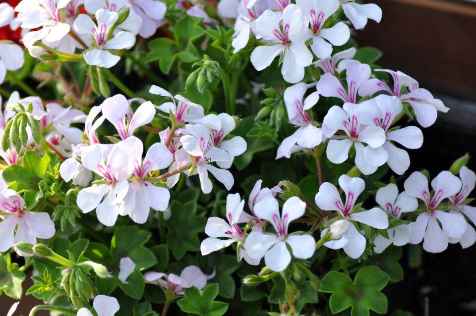 Geranium blossom bloom