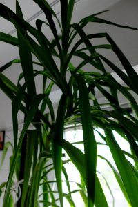 DSCF1075