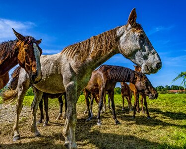 Nature horse head animal photo