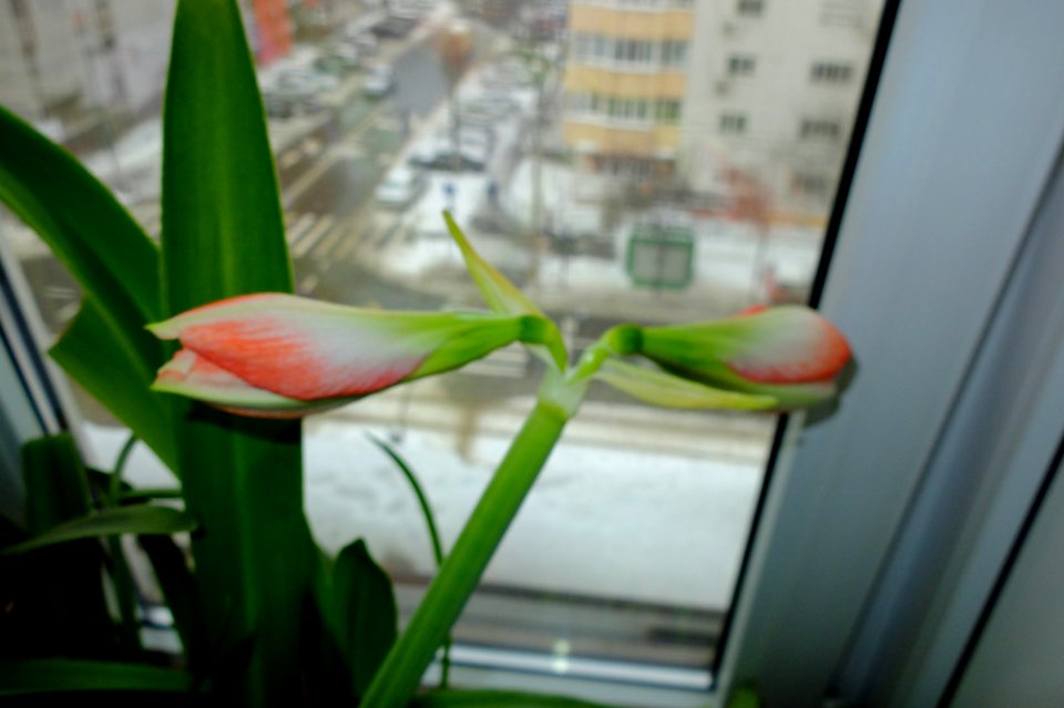 DSCF9887