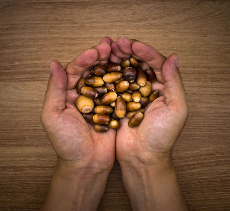 Plants brown nuts