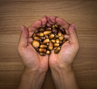 Plants brown nuts