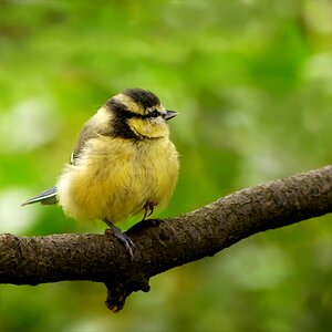 Cyanistes caeruleus young sitting