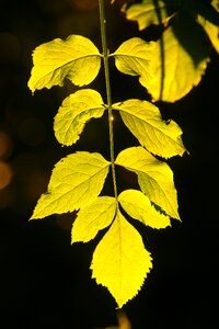 Outdoors growth closeup