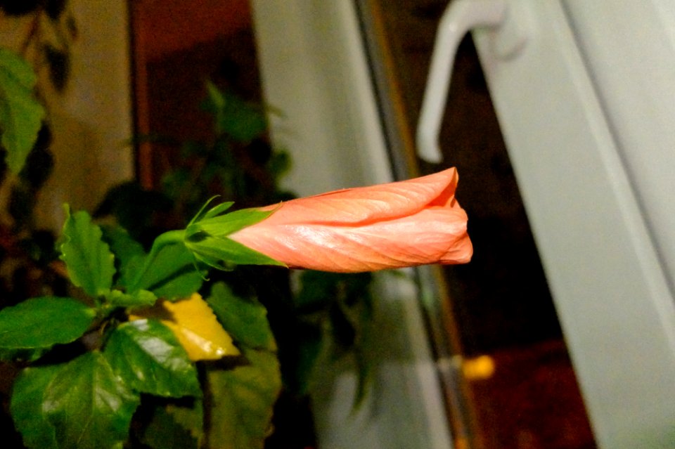 DSCF9795