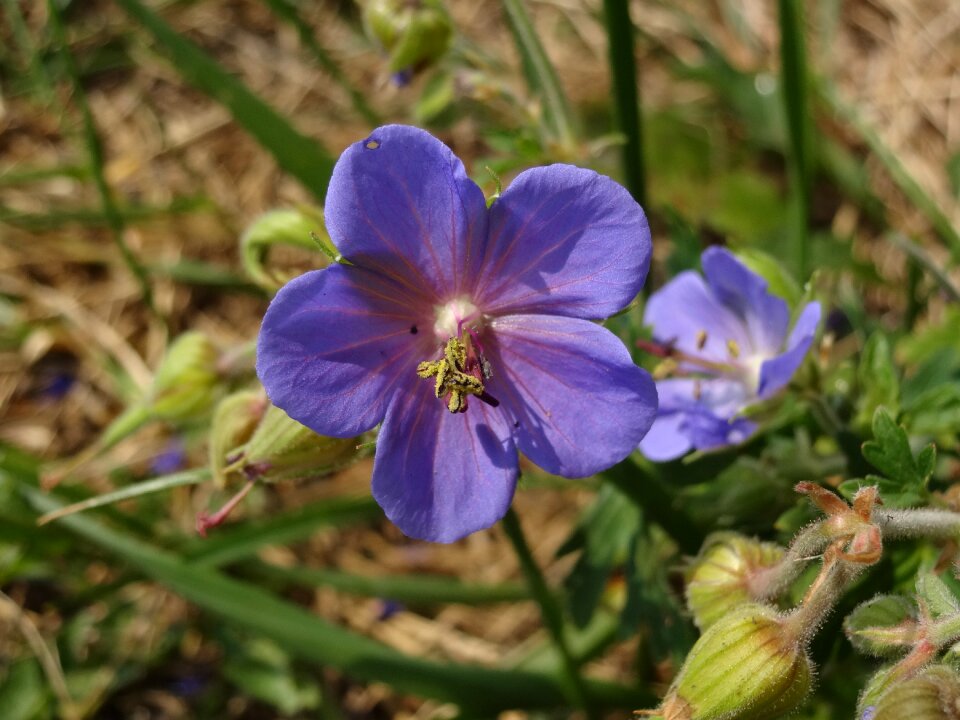 Purple close macro