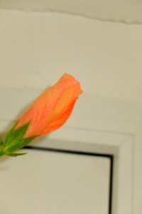 DSCF9646