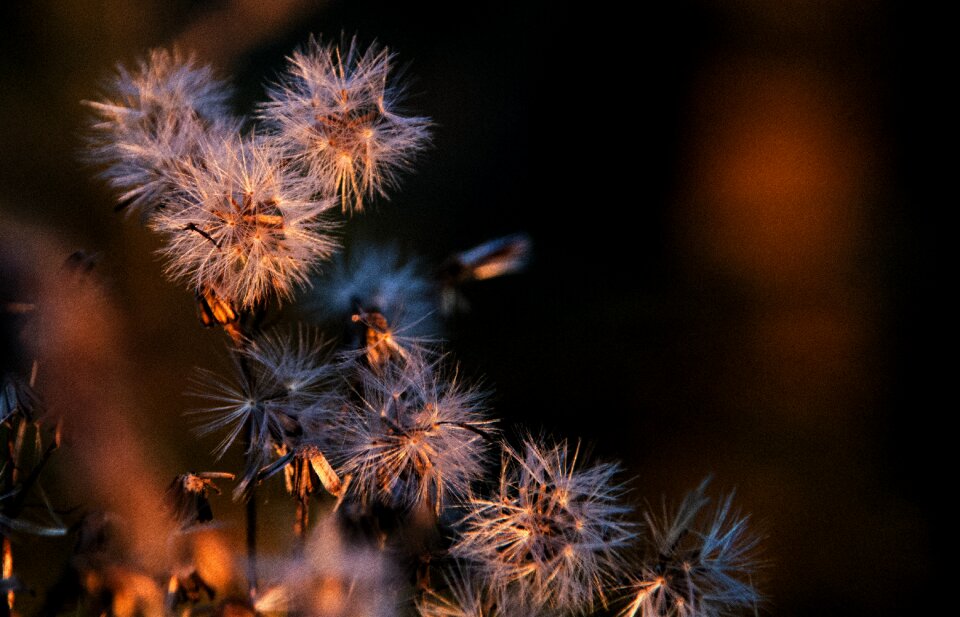 Autumn nature close up