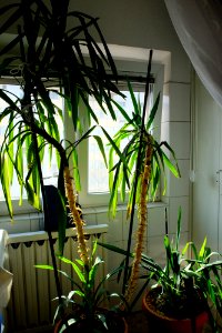 DSCF9554