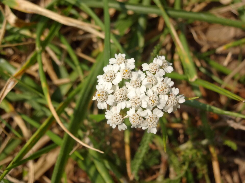 Green spring flowers peace