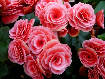 Pink-red flowers traffic light plant
