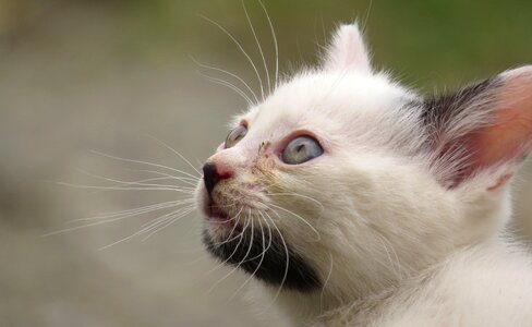 Domestic feline colombia photo