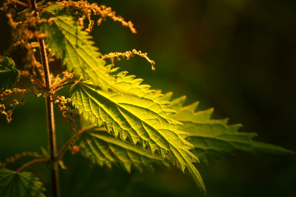 Outdoors tree nettle