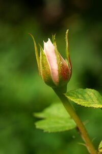Nature flora outdoors
