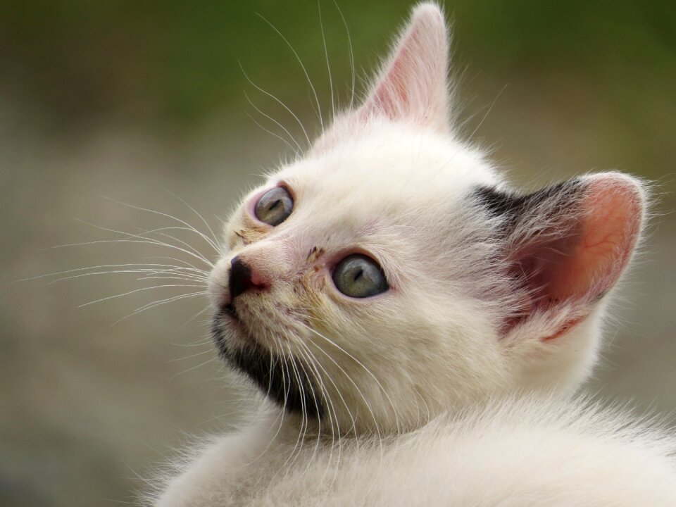 Pet cat head colombia