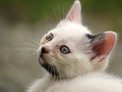 Pet cat head colombia photo