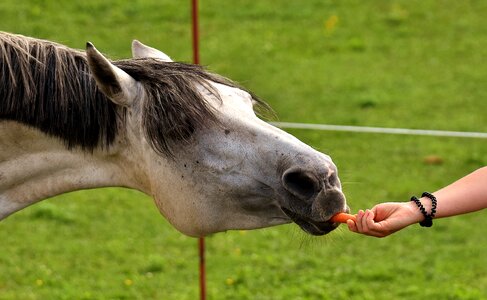 Eat funny carrot photo