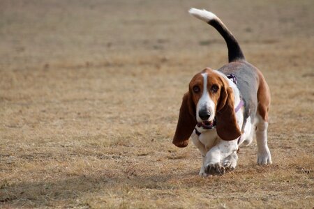 Hound basset pedigree