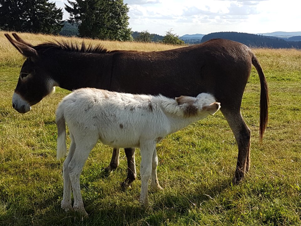Foal donkey foal suckle