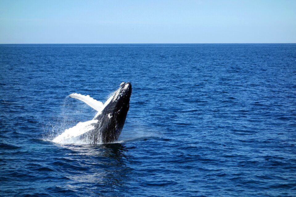 Jump marine life water photo