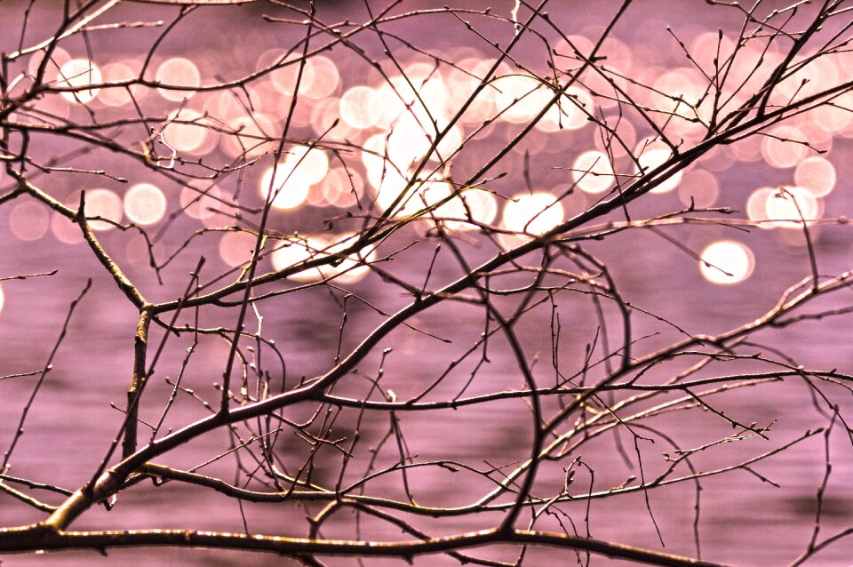 Twisted tangle bokeh