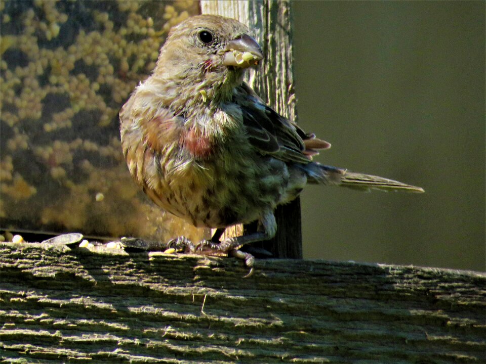 Bird close up wildlife