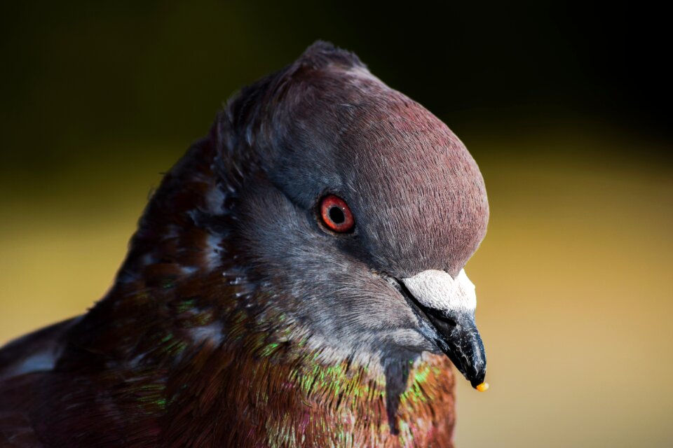 Eye close up nature