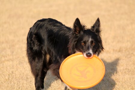 Frisbee dog park game photo
