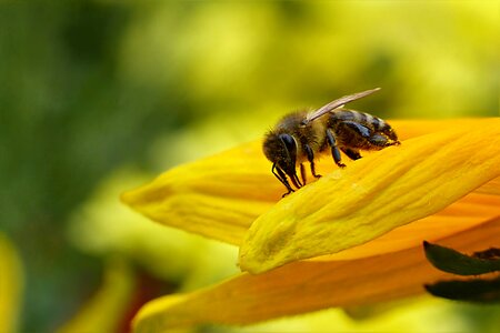 Honey bee apis foraging photo