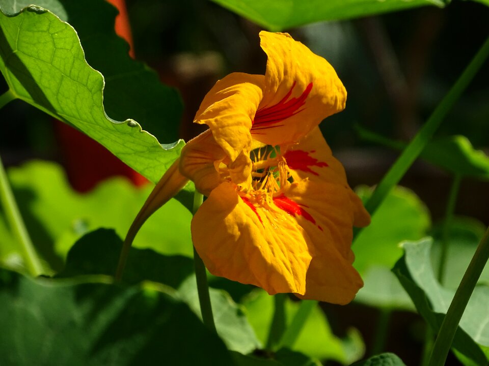 Blossom bloom carbine greenhouse