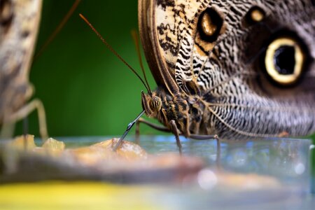 Butterfly nature antennae