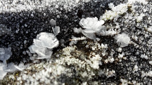 Eiskristalle hoarfrost iced photo
