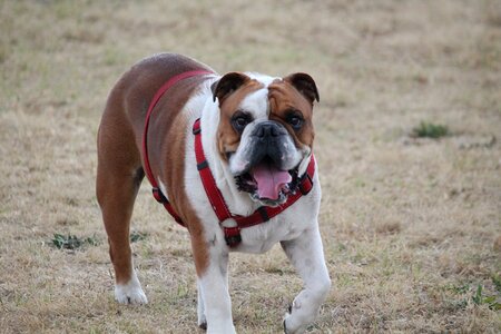 Walk pedigree collar