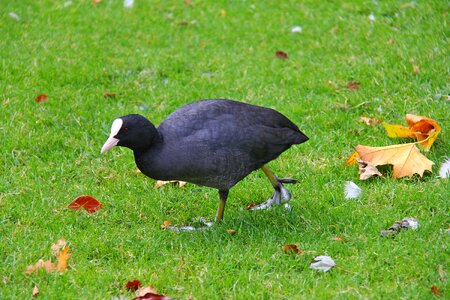 White beak grass nature