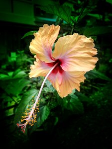 Plant summer floral
