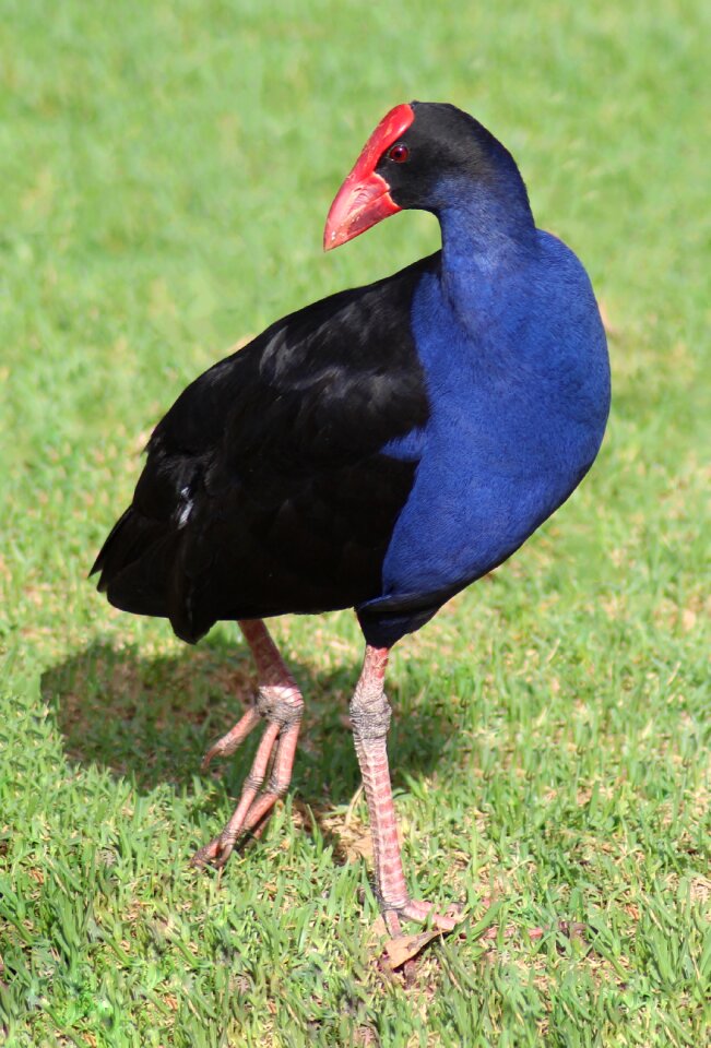Australia animal plumage